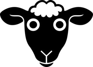 Sheep Staring