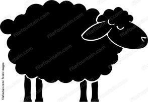 Sheep Staring