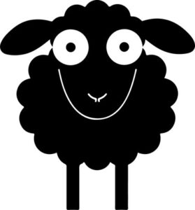 Sheep Staring