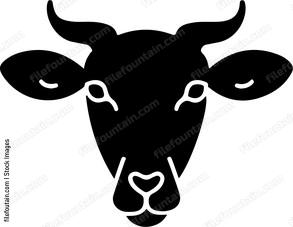 Sheep Staring