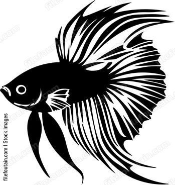 Siamese Fighting Fish