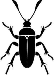 silhouette of beetle