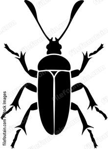 silhouette of beetle