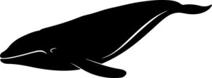 silhouette of whale