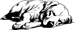Sleeping Dog