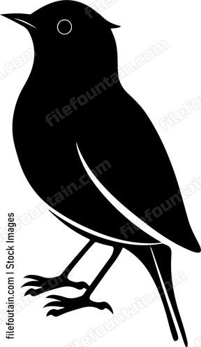 Small Robin Bird