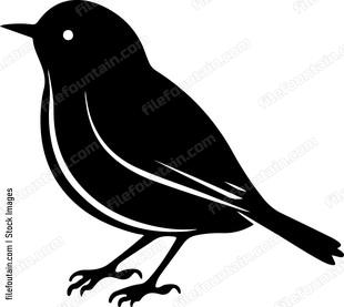 Small Robin Bird