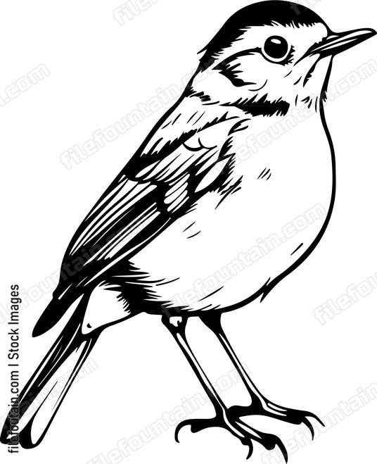 Small Robin Bird