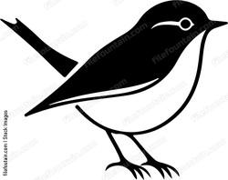 Small Robin Bird
