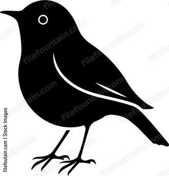 Small Robin Bird