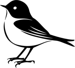 Small Robin Bird