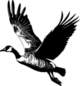 Spur Winged Goose