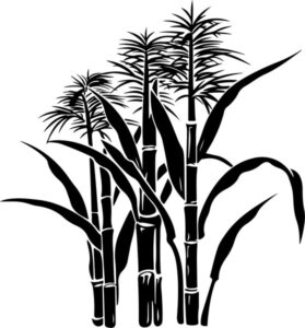 Sugar Cane