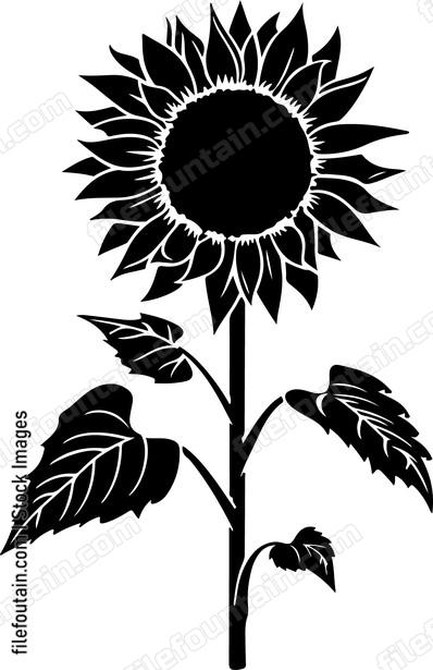 Sunflower Seed