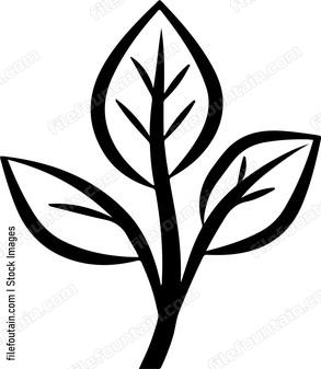 Three leaf plant