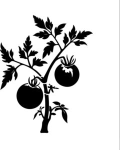 Tomato Vine