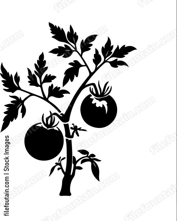 Tomato Vine