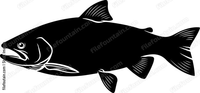 Trout