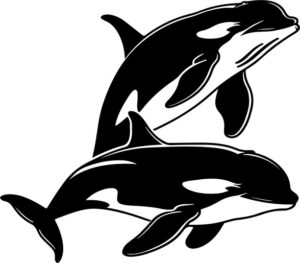 Two killer whales