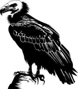 Vulture