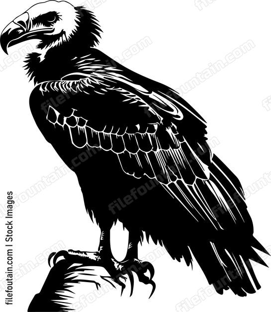 Vulture