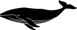 whale jumping out of the water