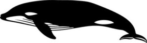 whale jumping out of the water