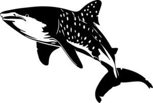 Whale Shark