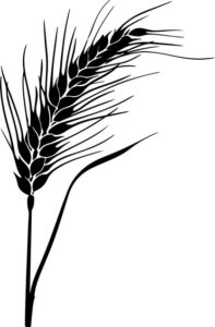 Wheat Stalk