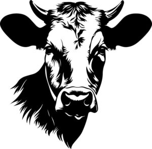 White Cattle