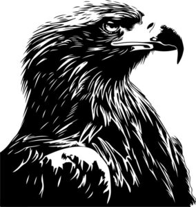 White Tailed Eagle