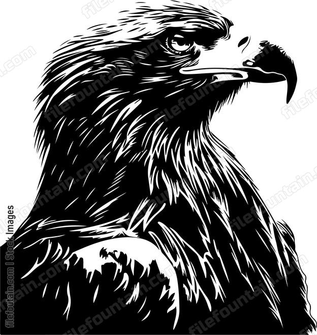 White Tailed Eagle