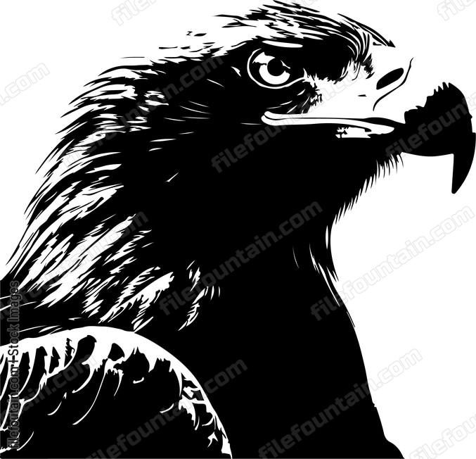 White Tailed Eagle Simple