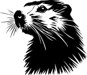 Woodchuck