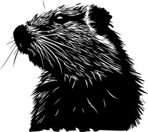 Woodchuck