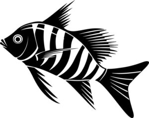 Zebra Danio