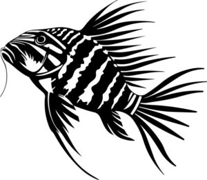 Zebra Danio