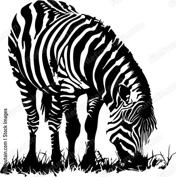Zebra Grazing