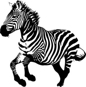 Zebra Running