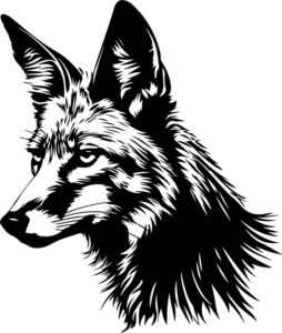 Coyote