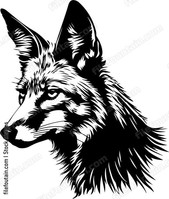 Coyote