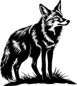 Coyote